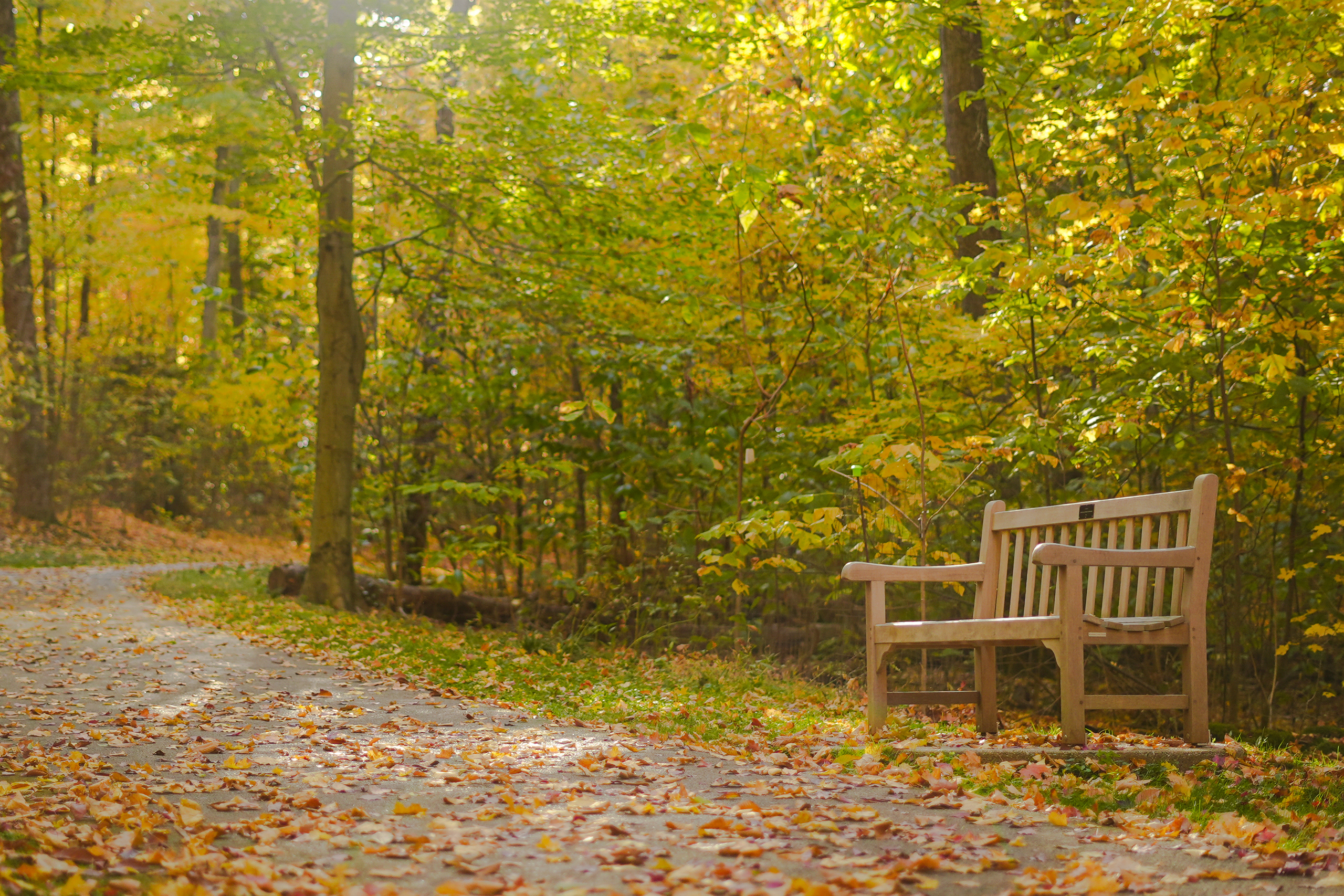 bench surrounded by trees
