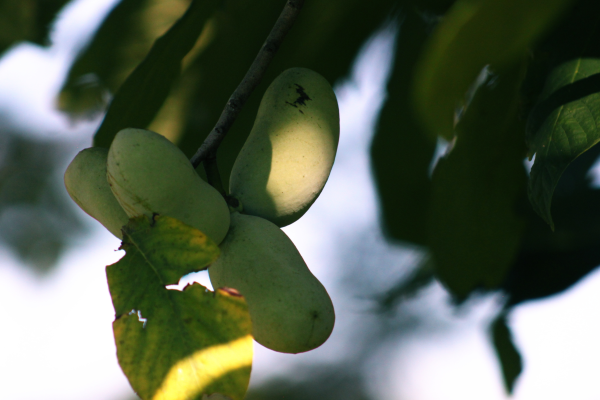 Cluster of green pawpaw fruit hanging from a branch
