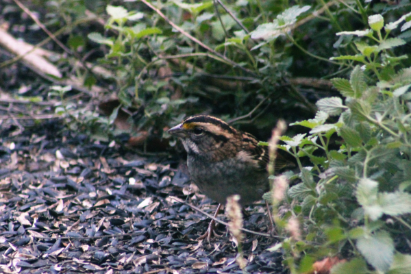 A bird on the ground surrounded by plants